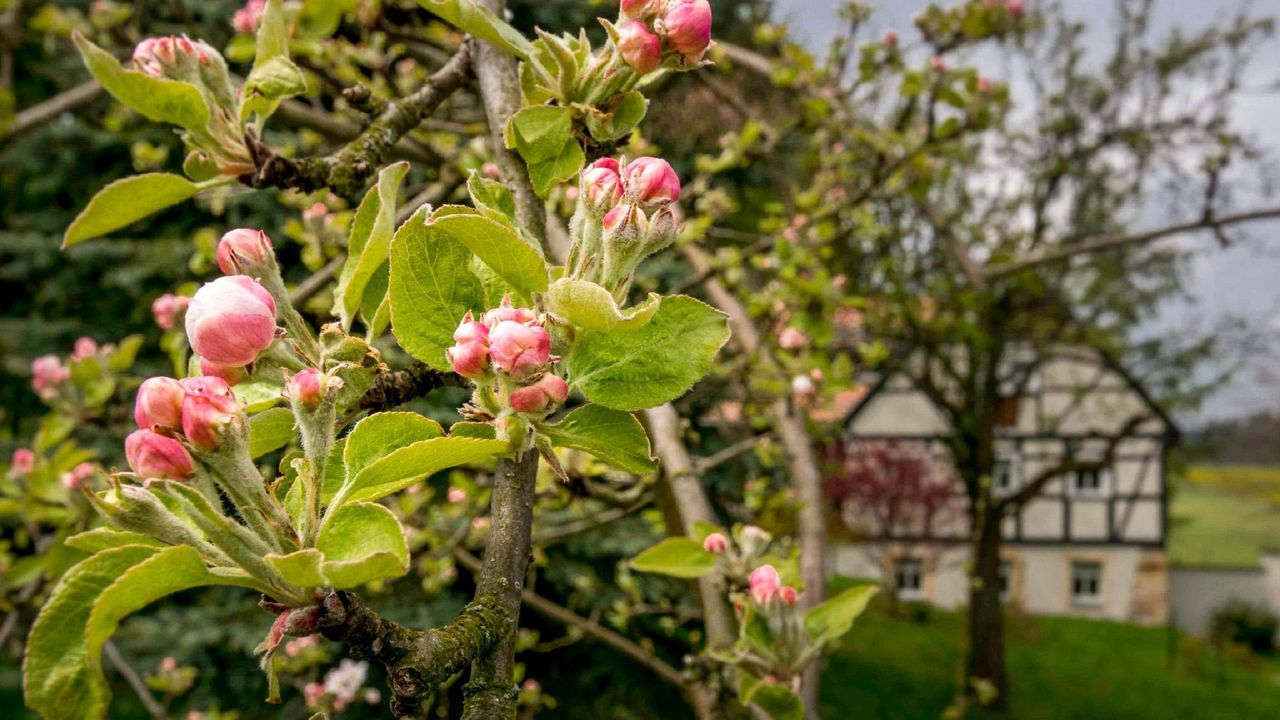 garten_5___kopie garten_5___kopie